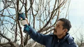 Một người mặc đồ bảo hộ đang cắt tỉa cành cây bằng kéo cắt cành không dây.