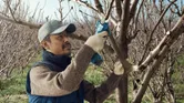 Một người mặc đồ bảo hộ đang cắt tỉa cành cây bằng kéo cắt cành không dây.