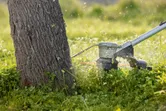 Máy cắt cỏ không dây cắt cỏ cao gần gốc cây.