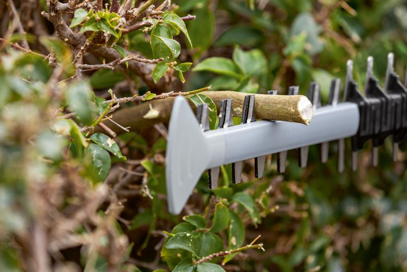 Lưỡi cắt tỉa hàng rào cắt một cành cây dày trong tán lá xanh rậm rạp.