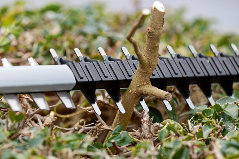 Lưỡi cắt tỉa hàng rào cắt qua một cành cây dày giữa những chiếc lá xanh.